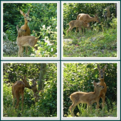všade dobre, pri mamičke najlepšie