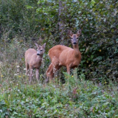 večerná návšteva