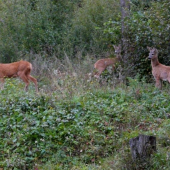 čo to tam šuchoce?