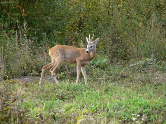 srnček
