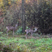 dnešné upršané ráno
