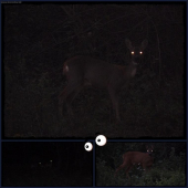 Halloveen v prírode