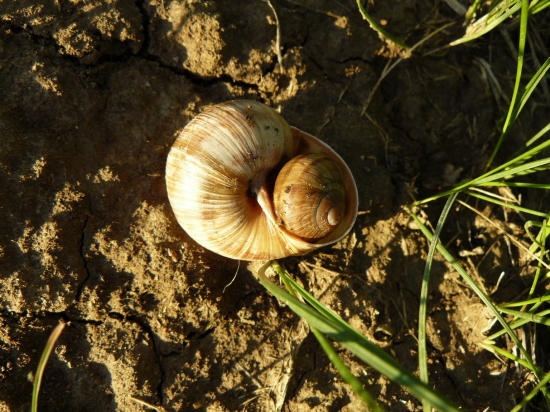 dvaja v jednom domčeku