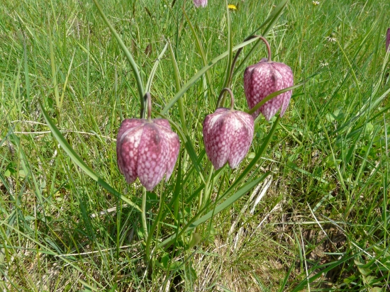 korunka strakatá - chránená