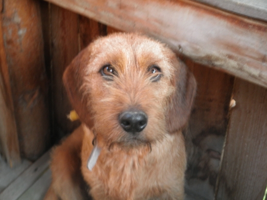 štajeráčka na posede