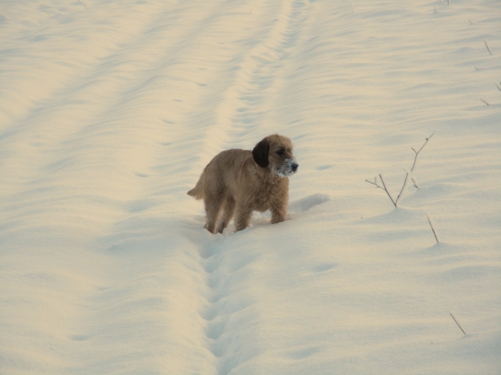 štajerák sa zimy nebojíí