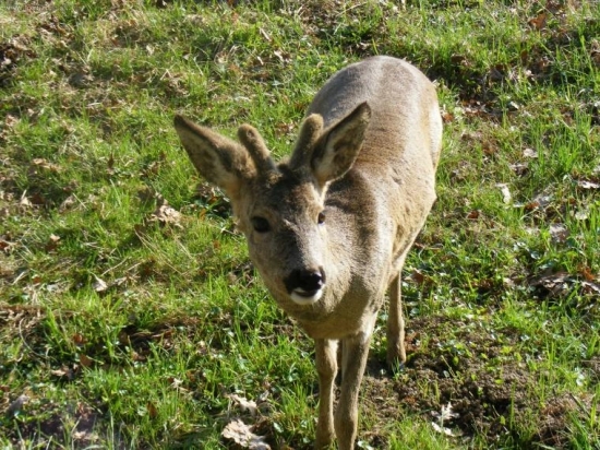 Srnec Honza