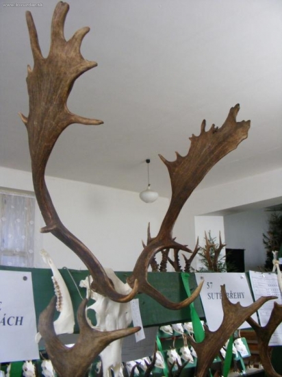 Chovatelská přehlídka trofejí 2.