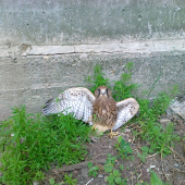 nasiel som ho na stavbe