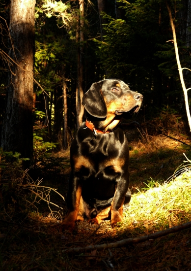 Najvernejší priateľ