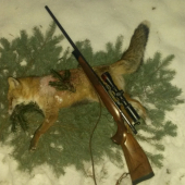 Prvá tohoročná na čerstvom snehu