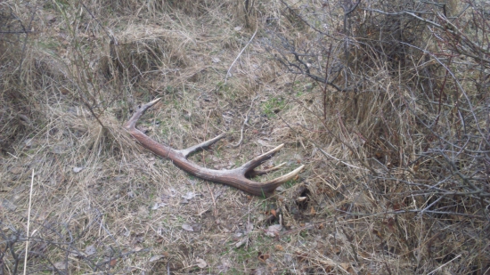 Nedeľná prechádzka-12-torak..2.90 kg