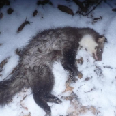 Kuna po napadnuti mojim psom