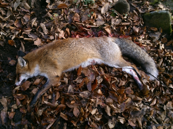 lišiak zo spoločnej