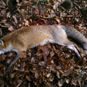 lišiak zo spoločnej