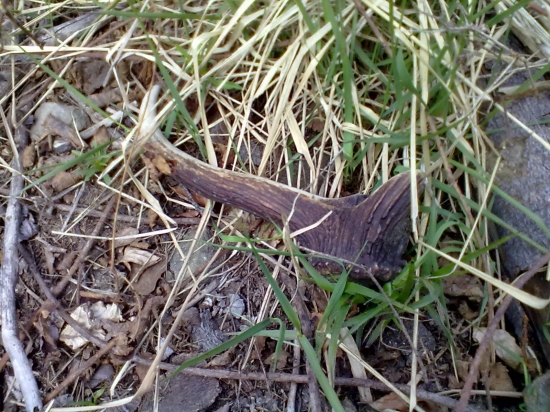 Ešte jeden, asi posledný