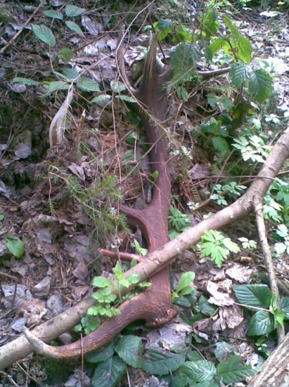 Tak ako som ho našiel