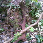 Tak ako som ho našiel