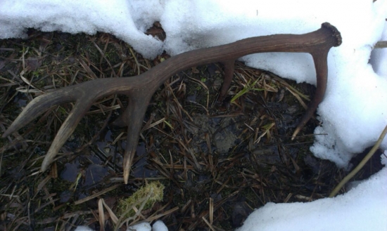 Bratova úspešná prechádzka