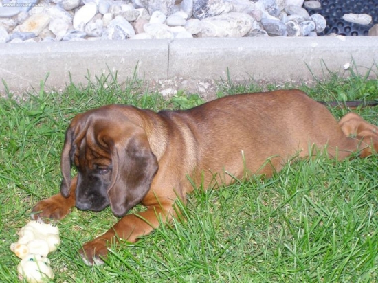 Ema spod hradnej väže