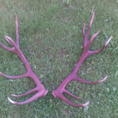 Nepravidelný 20-torák, osem ročný