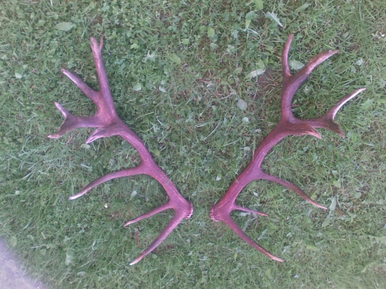 Nepravidelný 20-torák, osem ročný