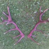 Nepravidelný 20-torák, osem ročný