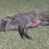 Včerajší lanštiak