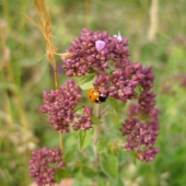 priroda