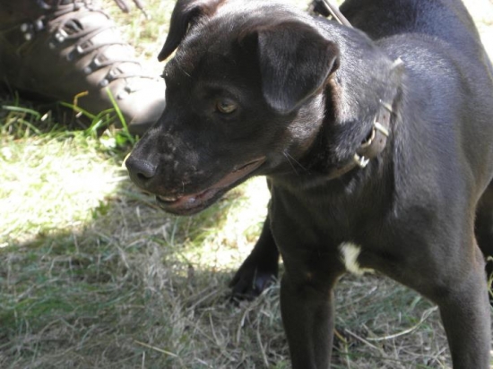 Pomocník na poľovačkách