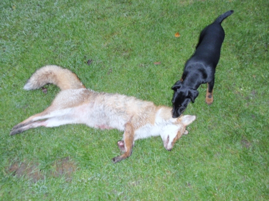 první kontakt s liškou