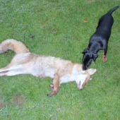 první kontakt s liškou