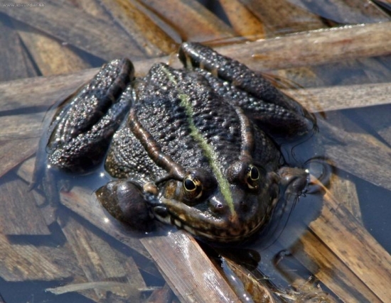 ropucha  obecná (asi)