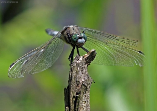 dotrápená i otrhaná