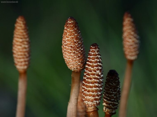 keď kvitne praslička