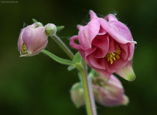 Orlíček (Aquilegia olympica)