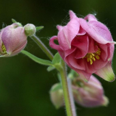 Orlíček (Aquilegia olympica)