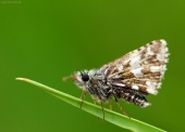 Motýlik 3