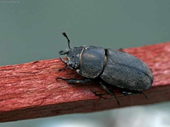 obyvateľ mojej záhrady 2