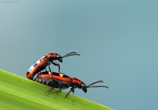 chrobáčiky v akcii