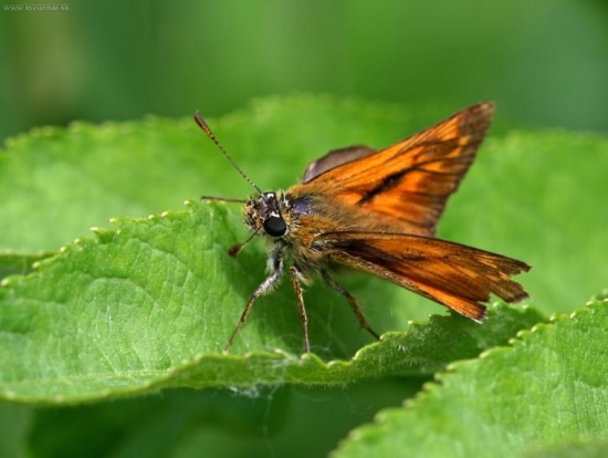 Thymelicus lineloa O.