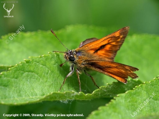 Thymelicus lineloa O.