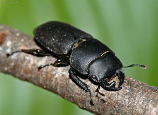 Roháčik samček ???