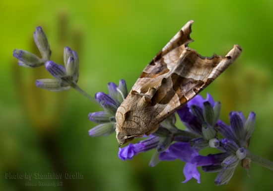 Sivkavec mramorovaný