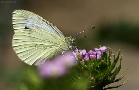 Mlynárik kapustový