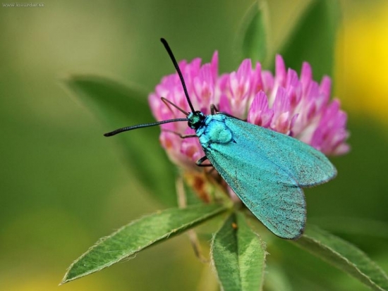 Adscita statices (L.)