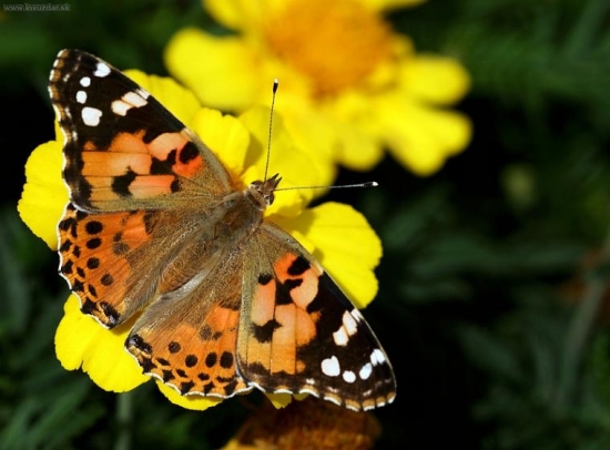 Motýľ septembrový