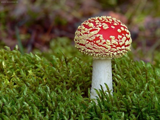 Muchotrávka červená