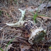 už si tam nejakí ten rôčik poležal...