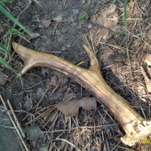 najdenyý na hubách...☺☻